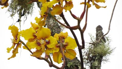 Cyrtochilum macranthum, photographed by Manuel Roncal