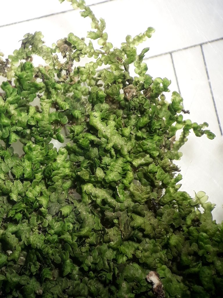 Frullania rostellata, photographed by Leon Perrie