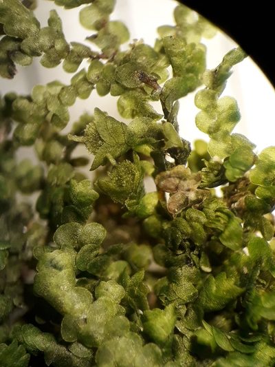 Frullania rostellata, photographed by Leon Perrie