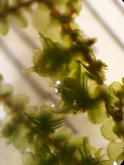 Frullania rostellata, photographed by Leon Perrie