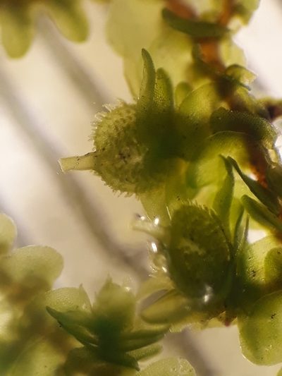 Frullania rostellata, photographed by Leon Perrie