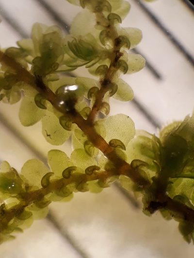 Frullania rostellata, photographed by Leon Perrie
