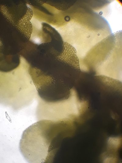 Frullania rostellata, photographed by Leon Perrie