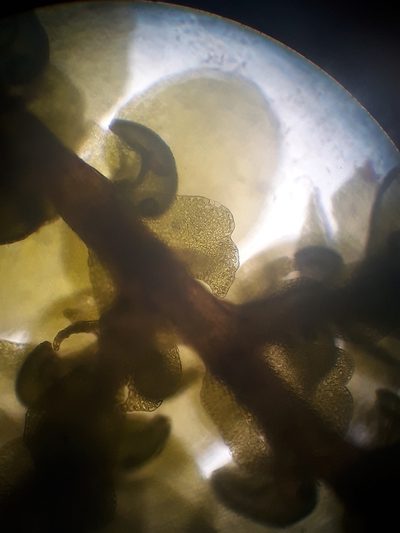 Frullania rostellata, photographed by Leon Perrie