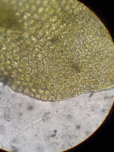Frullania rostellata, photographed by Leon Perrie