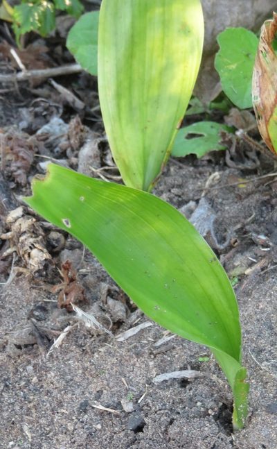 Aspidistra elatior, photographed by Nicola van Berkel