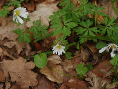 Anemonoides apennina, photographed by Alexis Tinker-Tsavalas