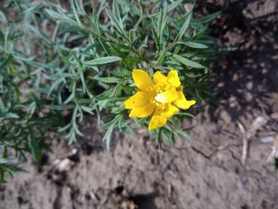 Adonis volgensis, photographed by Valerii Darmostuk