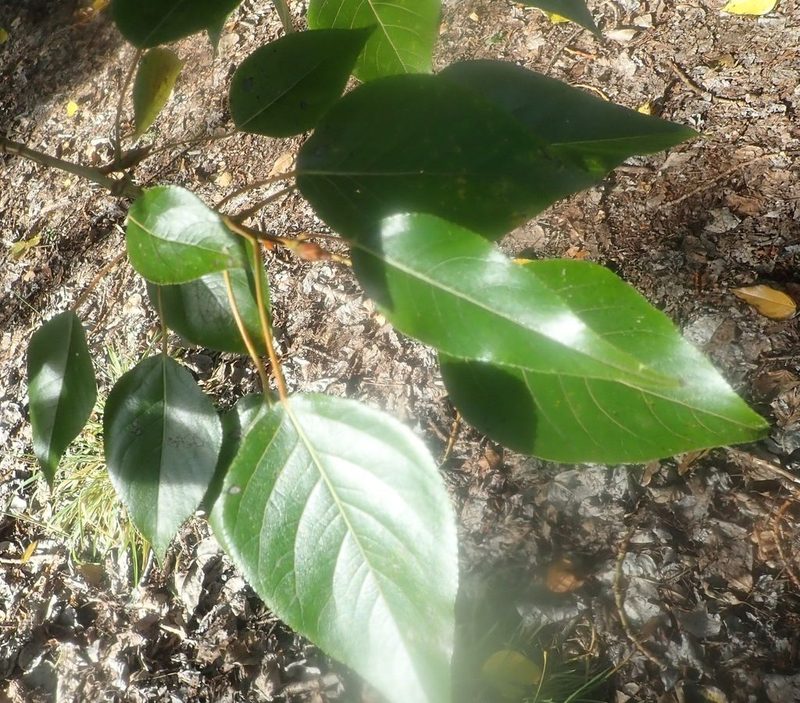 Populus yunnanensis, photographed by John Steel