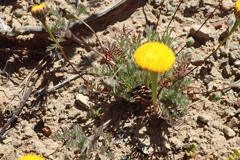 Cotula microglossa, photographed by Peter Warren