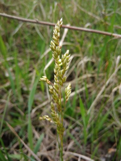 Anthoxanthum repens, photographed by Valerii Darmostuk