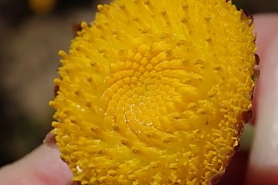 Cotula microglossa, photographed by Peter Warren