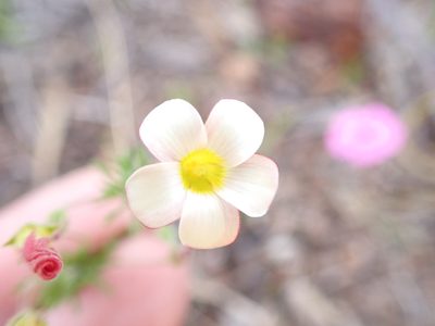 Oxalis tenuifolia, photographed by Peter Southwood