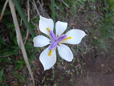 Dietes grandiflora, photographed by Peter Southwood