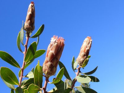 Protea mundii, photographed by Peter Southwood