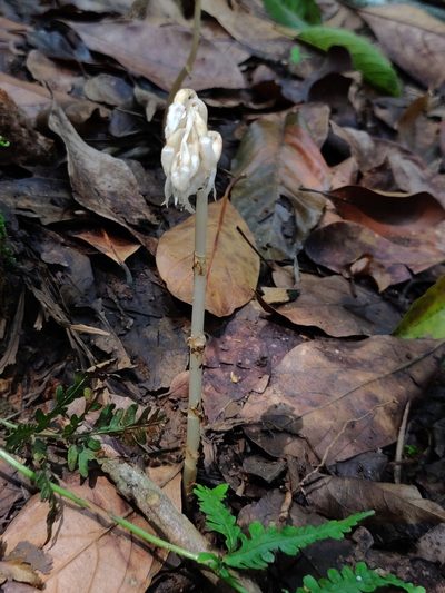 Epipogium roseum, photographed by T R Shankar Raman