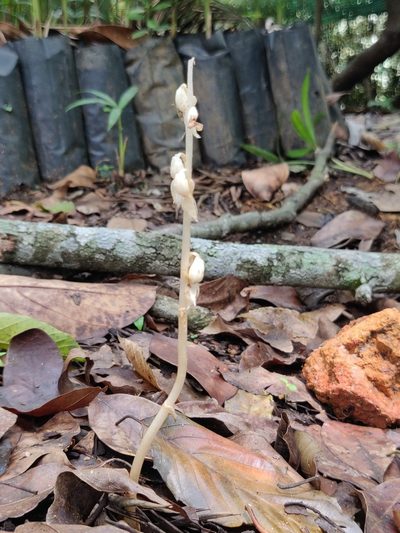 Epipogium roseum, photographed by T R Shankar Raman