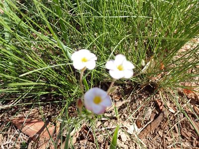 Oxalis tenuifolia, photographed by Peter Southwood