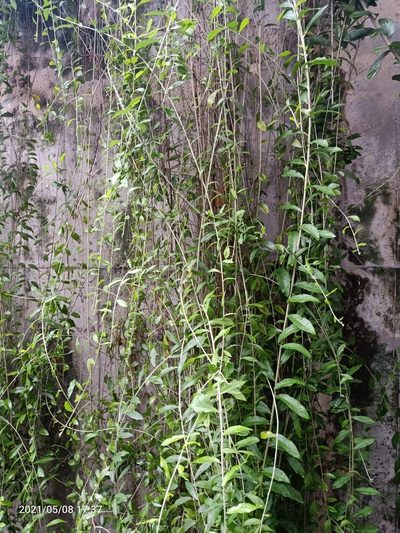 Tarlmounia elliptica, photographed by Ong Jyh Seng