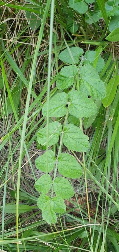 Pimpinella lutea, photographed by Mehdi Chetibi