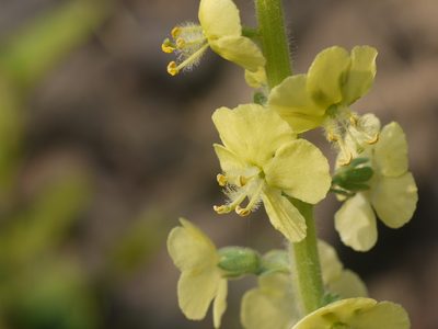 Verbascum coromandelianum, photographed by Dinesh Valke