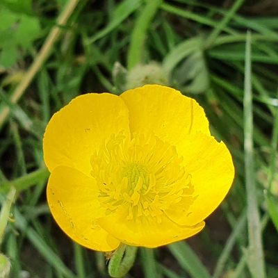 Ranunculus macrophyllus, photographed by Mehdi Chetibi