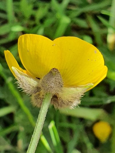Ranunculus macrophyllus, photographed by Mehdi Chetibi