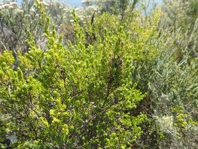 Erica glumiflora, photographed by Nicola van Berkel