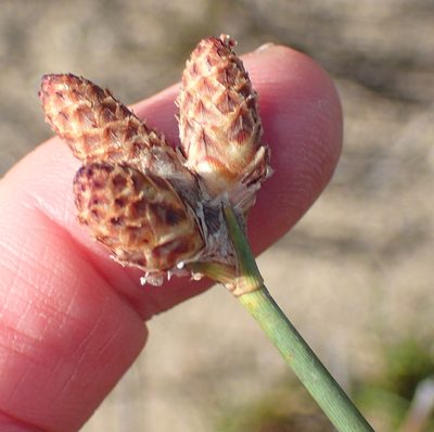 Hellmuthia membranacea, photographed by Nicola van Berkel
