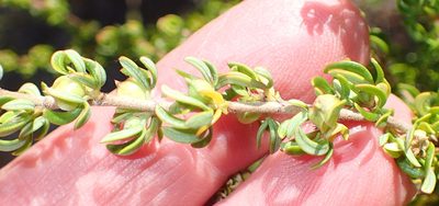Cliffortia falcata, photographed by Nicola van Berkel