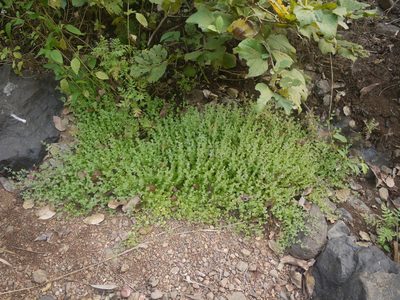 Hygrophila serpyllum, photographed by Dinesh Valke