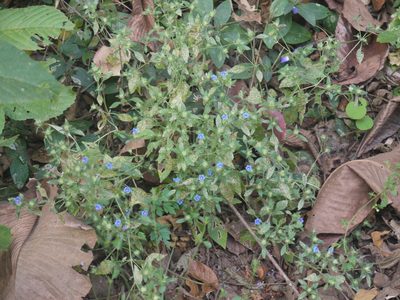 Strobilanthes pavala, photographed by Dinesh Valke
