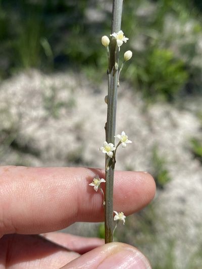 Nolina atopocarpa, photographed by Alan Weakley