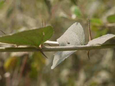 Ziziphus nummularia, photographed by Dinesh Valke