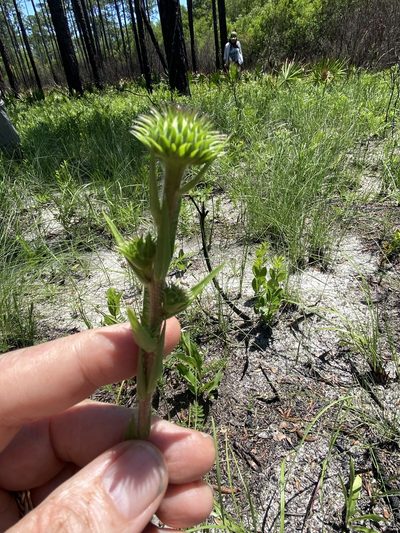 Eurybia eryngiifolia, photographed by Alan Weakley