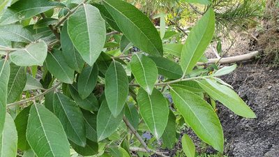 Salix pedicellata, photographed by Mehdi Chetibi