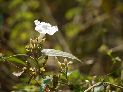Camonea pilosa, photographed by Dinesh Valke