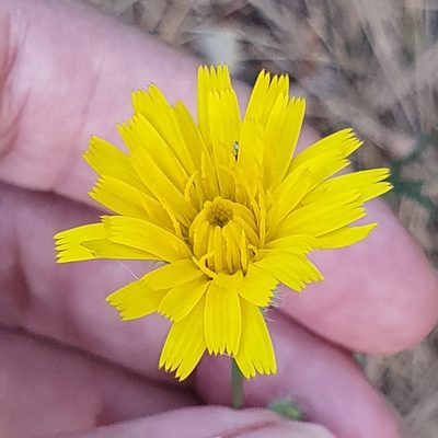 Hypochaeris laevigata, photographed by Mehdi Chetibi