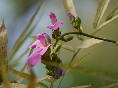 Canavalia gladiata, photographed by Dinesh Valke
