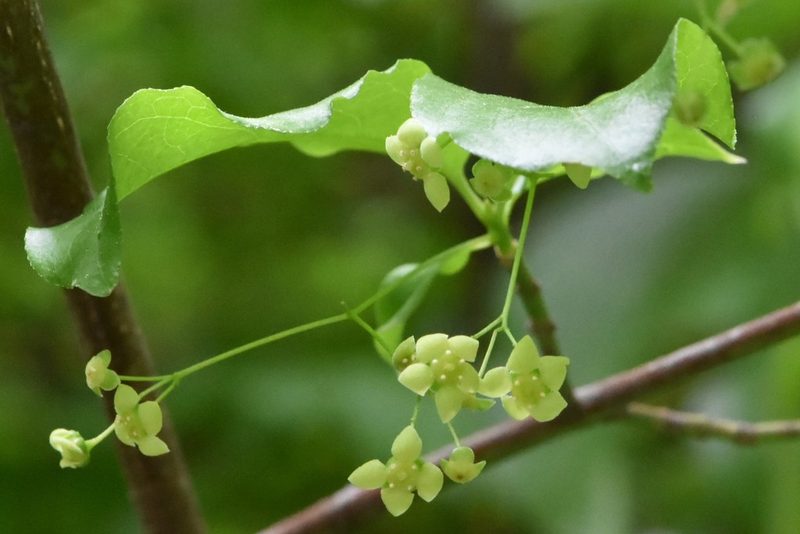 Euonymus leiophloeus, photographed by Марина Садыкова