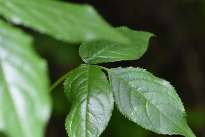 Euonymus leiophloeus, photographed by Марина Садыкова