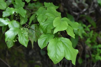 Euonymus leiophloeus, photographed by Марина Садыкова