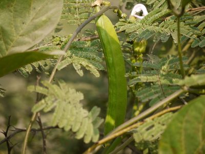 Canavalia gladiata, photographed by Dinesh Valke
