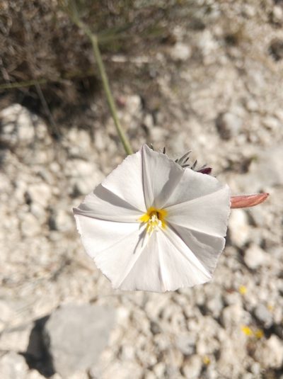 Convolvulus lanuginosus, photographed by Ben Costamagna