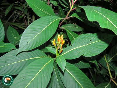 Sanchezia parvibracteata, photographed by Diogo Luiz