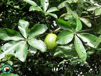 Pachira glabra, photographed by Diogo Luiz
