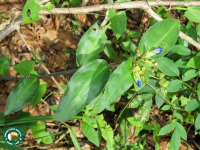 Commelina obliqua, photographed by Diogo Luiz