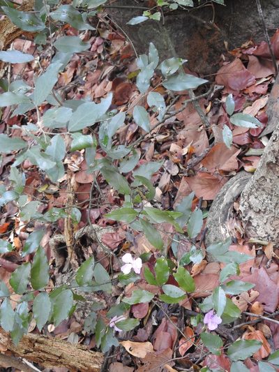 Capparis diversifolia, photographed by Hopeland