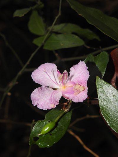 Capparis diversifolia, photographed by Hopeland