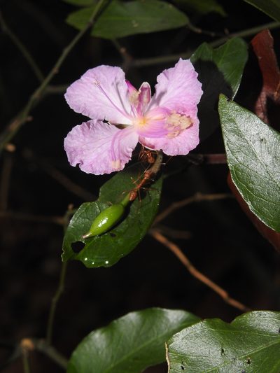 Capparis diversifolia, photographed by Hopeland
